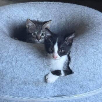 Feather -  Domestic Short Hair Cat for Adoption in Sand Springs, Oklahoma - Feather | PetCurious