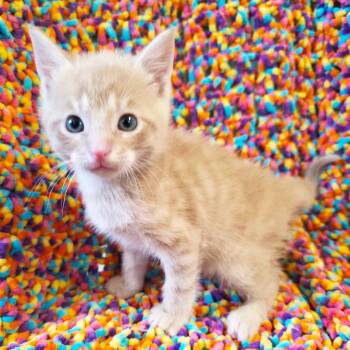 Roll -  Domestic Short Hair Cat Available for Adoption in Mt. Juliet, Tennessee - Roll | PetCurious