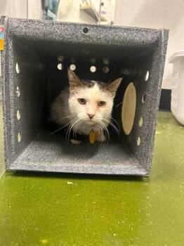 Patches -  Domestic Short Hair Cat for Adoption in Fruit Heights, Utah - Patches | PetCurious