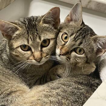 Rescue Tabby Cats for Adoption in Manchester, New Hampshire - Sun & Star - Shy Bonded Pair | PetCurious