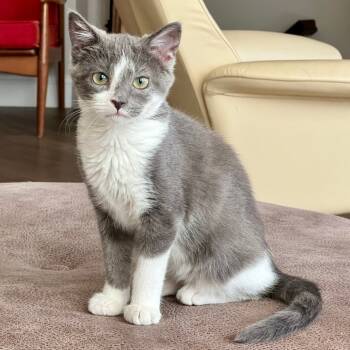 Rescue Domestic Short Hair Cats for Adoption in St. Louis, Missouri - Ani | PetCurious
