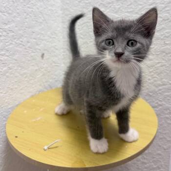 Boba -  Domestic Short Hair Cat Available for Adoption in Pompano Beach, Florida - Boba | PetCurious