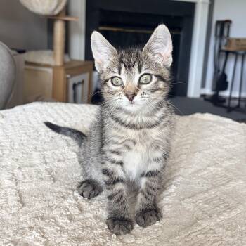 Clara -  Domestic Short Hair Cat for Adoption in Alexandria, Virginia - Clara | PetCurious
