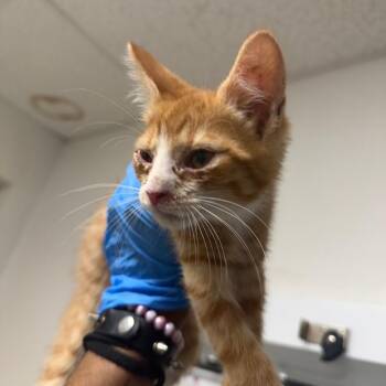 Apollo -  Domestic Short Hair Cat for Adoption in Philadelphia, Pennsylvania - Apollo | PetCurious