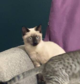Elvis Purrsley -  Siamese and American Shorthair Cat for Adoption in Austin, Texas - Elvis Purrsley | PetCurious