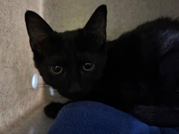 Komodo -  Domestic Short Hair Cat for Adoption in Powell, Ohio - Komodo | PetCurious