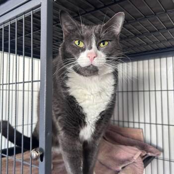 Fred (XL lap cat) -  Domestic Short Hair Cat for Adoption in Huntington, New York - Fred (XL Lap Cat) | PetCurious