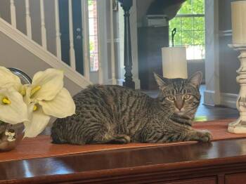 Lilly -  Domestic Medium Hair Cat for Adoption in Libertyville, Illinois - Lilly | PetCurious