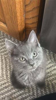 Catman -  Domestic Medium Hair Cat for Adoption in Union Grove, Wisconsin - Catman | PetCurious