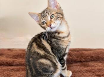 Freddie -  Tabby Cat for Adoption in Great Neck, New York - Freddie | PetCurious