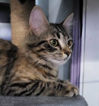 Rescue Domestic Medium Hair Cats for Adoption in Buford, Georgia - Junebug | PetCurious