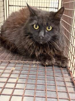 2026-05-120 -  Domestic Medium Hair Cat for Adoption in Winder, Georgia - 2026-05-120 | PetCurious