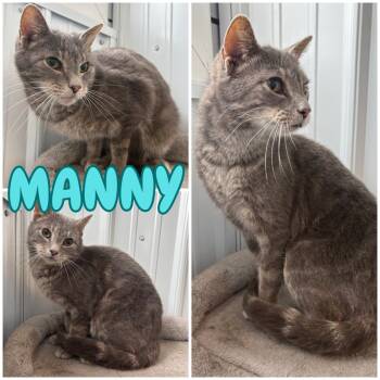 Rescue Domestic Short Hair Cats for Adoption in Pierceton, Indiana - Manny | PetCurious