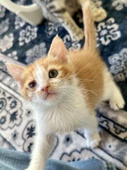 Domestic Short Hair Cats Available for Adoption in Houston, Texas - Roo | PetCurious