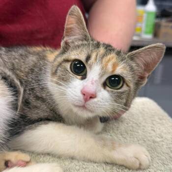 Domestic Short Hair Cats Available for Adoption in Martinsville, Virginia - Cannoli | PetCurious
