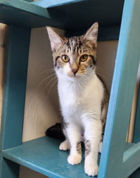 Rescue American Shorthair Cats for Adoption in Clinton, Oklahoma - Dory | PetCurious