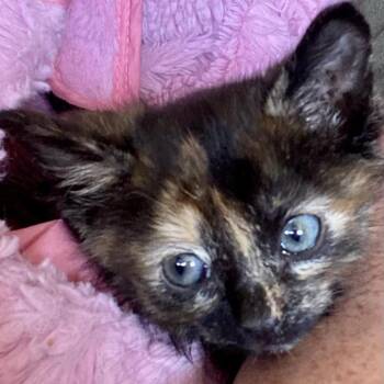 Minerva Knieriem -  Domestic Short Hair Cat for Adoption in Eagle Mountain, Utah - Minerva Knieriem | PetCurious