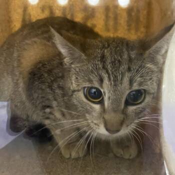 Domestic Short Hair Cats Available for Adoption in Harrisonburg, Virginia - 70964 | PetCurious