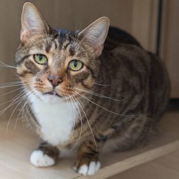 Axel -  Domestic Short Hair Cat for Adoption in Pontiac, Michigan - Axel | PetCurious