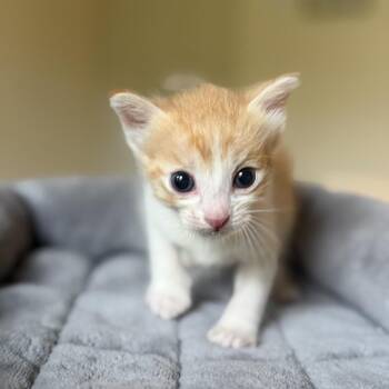 Domestic Short Hair Cats Available for Adoption in Missouri City, Texas - Poppy | PetCurious