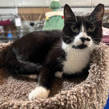 Domestic Short Hair Cats Available for Adoption in Folsom, Louisiana - Miley | PetCurious