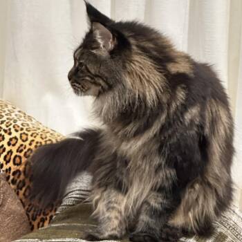 Mabel -  Maine Coon Cat for Adoption in Los Angeles, California - Mabel | PetCurious