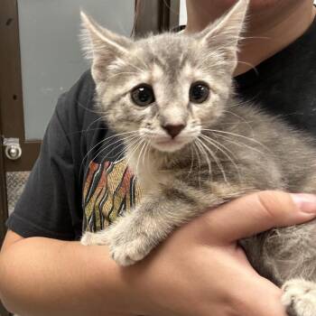 Meri -  Domestic Short Hair Cat for Adoption in Durango, Colorado - Meri | PetCurious