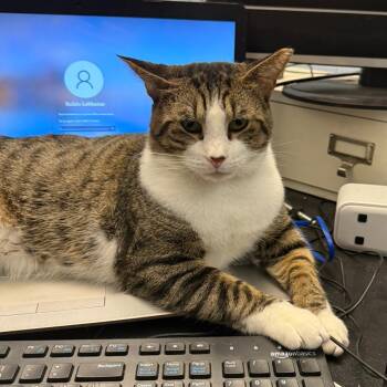 Rescue Domestic Short Hair Cats for Adoption in Bowie, Maryland - Wally | PetCurious