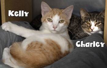 Domestic Short Hair Cats Available for Adoption - Charley | PetCurious