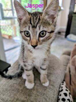 Domestic Short Hair Cats Available for Adoption in Gorham, Maine - Jasper Aka Leaf | PetCurious