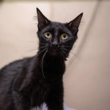 Moon Pie -  Domestic Medium Hair Cat for Adoption in Gainesville, Georgia - Moon Pie | PetCurious