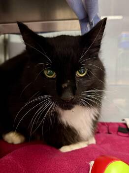 Lurch -  Domestic Long Hair Cat for Adoption in Midland, Michigan - Lurch | PetCurious