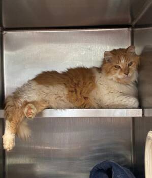 Ferdie -  Domestic Short Hair Cat for Adoption in Cincinnati, Ohio - Ferdie | PetCurious
