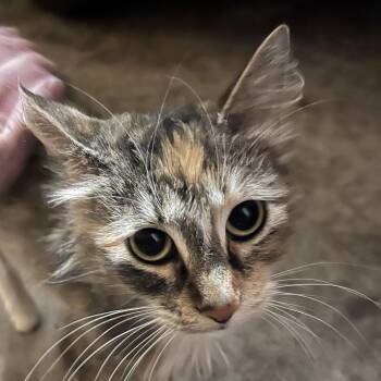 Domestic Medium Hair Cats Available for Adoption - Ember | PetCurious