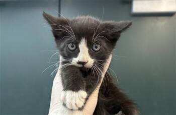 Domestic Short Hair Cats Available for Adoption in Thousand Palms, California - A1912820 | PetCurious
