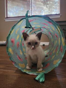 Maltie -  Siamese and Domestic Medium Hair Cat for Adoption in Rosenberg, Texas - Maltie | PetCurious