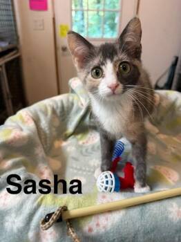 Sasha -  Domestic Short Hair Cat for Adoption in Millerstown, Pennsylvania - Sasha | PetCurious