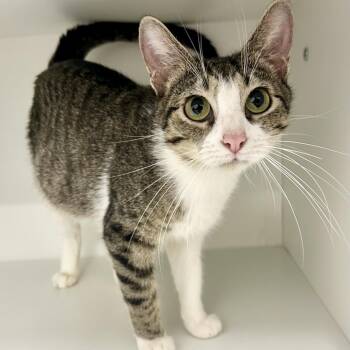 Amelia Bedelia -  Domestic Short Hair Cat for Adoption in Saint Joseph, Missouri - Amelia Bedelia | PetCurious