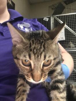 OLIVER -  Domestic Short Hair Cat for Adoption in Conroe, Texas - OLIVER | PetCurious