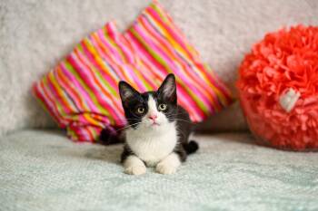 Lacy -  Domestic Short Hair Cat for Adoption in Roanoke, Texas - Lacy | PetCurious