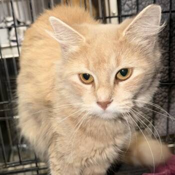 Kellie-Barn Cat -  Domestic Medium Hair Cat for Adoption in Waterloo, Iowa - Kellie-Barn Cat | PetCurious