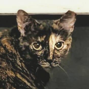 Mama -  Domestic Short Hair Cat for Adoption in Chapel Hill, North Carolina - Mama | PetCurious