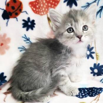 Gibberish -  Domestic Short Hair Cat for Adoption in Mt. Juliet, Tennessee - Gibberish | PetCurious