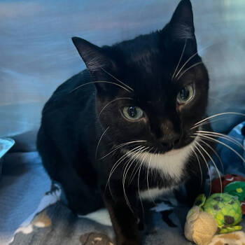 Rescue Domestic Short Hair Cats for Adoption in Matteson, Illinois - Hefty | PetCurious