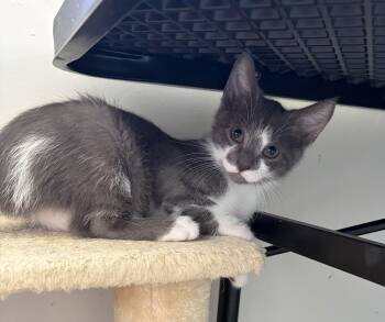 Sheldon -  Domestic Short Hair Cat for Adoption in East Amherst, New York - Sheldon | PetCurious