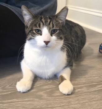Domestic Short Hair Cats Available for Adoption - Beaver | PetCurious