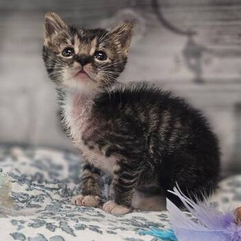 Lace -  Domestic Short Hair Cat for Adoption in Lynchburg, Virginia - Lace | PetCurious