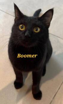 Boomer  -  Egyptian Mau Cat Available for Adoption in Town 