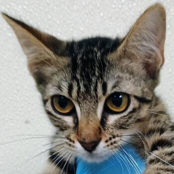 Thelma-Lee -  Domestic Short Hair Cat for Adoption in Palestine, Texas - Thelma-Lee | PetCurious