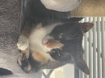 Callie -  Domestic Short Hair Cat for Adoption in South Pasadena, California - Callie | PetCurious
